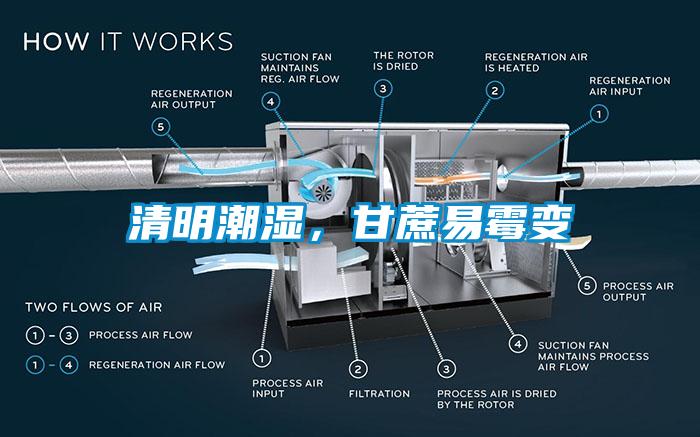 清明潮湿，甘蔗易霉变